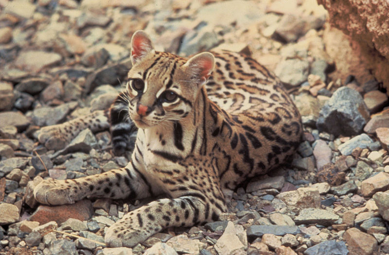 ocelot-velky