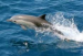 delfin-obecny