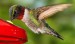 kolibrik-cerveny