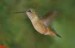 kolibrik-rubinovy-samice